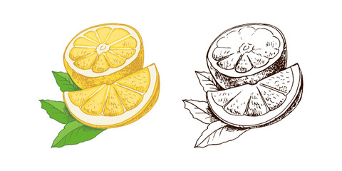 Hand drawn vector lemon sketch. Plant with leaves. Lemon slice and lemon half. Сitrus. Orange, 
grapefruit. Vector illustration. Great for poster, menu or label.