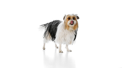Small, fluffy dog, purebred Biewer Yorkshire Terrier with black, white, and brown fur calmly standing isolated on white studio background. Concept of animal theme, pet care, grooming, vet