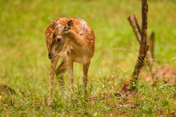 Female Fallow Deer, Dama dama, grazing on autumn colored meadow. Wildlife scene in Europe.