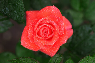 Beautiful red rose flower, closeup.