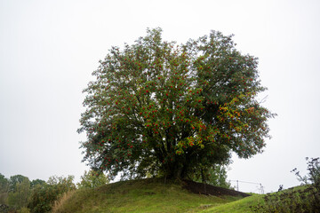 Rowan tree on a hill in autumn