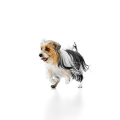 Naklejka premium Adorable, small, fluffy Biewer Yorkshire Terrier dog cheerfully running with mouth open isolated on white studio background. Concept of animal theme, pet care, grooming, vet