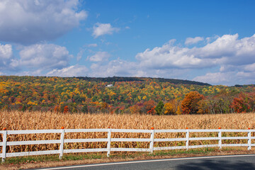 Fototapeta premium Cornfield Countryside