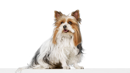 Adorable purebred Biewer Yorkshire Terrier, small, fluffy dog calmly sitting and looking at the camera with tongue out isolated on white background. Concept of animal theme, pet care, grooming, vet