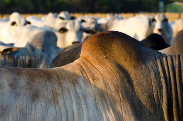 ox brahman termite close.