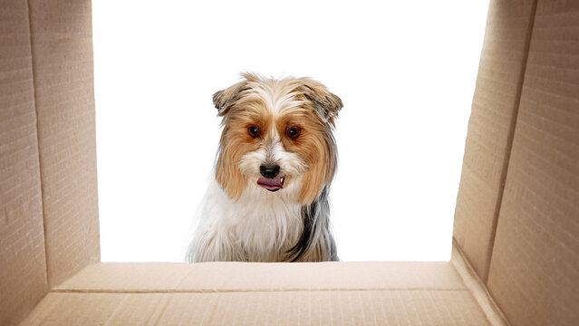 Curious purebred Biewer Yorkshire Terrier dog looking inside carton box isolated on white studio background. Concept of animal theme, pet care, grooming, vet