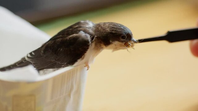 Kleine s&uuml;sse gerettete schwalbe frisst heimchen