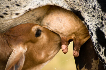 calf suckling milk on cow.