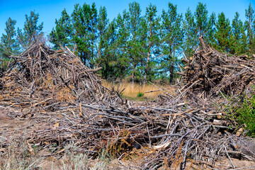 A large pile of cut dry branches. Ecological cleaning of the forest from dead wood