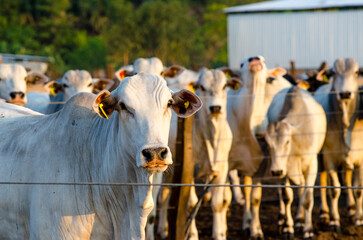 nelore cattle in corral, white cow lokking at camera