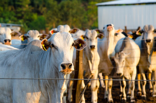 nelore cattle in corral, white cow lokking at camera