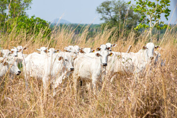 nelore cattle looking at camera on pasture, white cow .