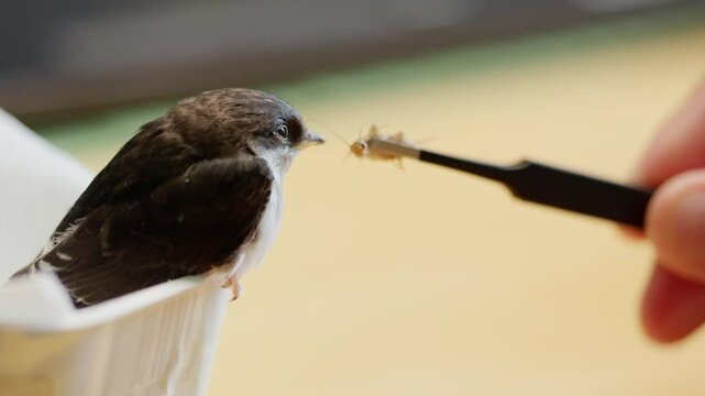 Kleine s&uuml;sse gerettete schwalbe frisst heimchen