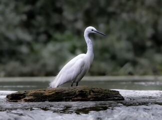 White egret standing on a log in a river.