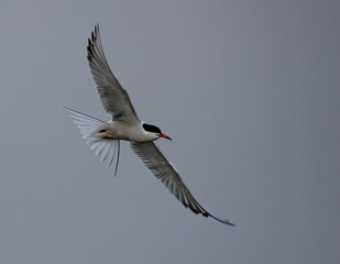 Graceful tern bird in flight against a clear sky.