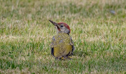 Woodpecker with red head and green body on grass