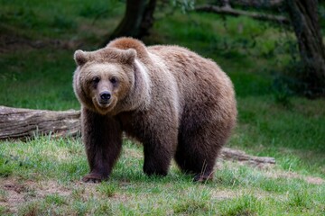 Obraz premium Brown bear standing on green grass in a forest
