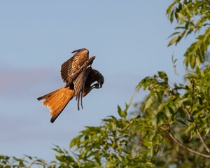 Majestic bird of prey mid-flight against a blue sky.
