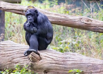 Chimpanzee sitting on a log in its natural habitat.