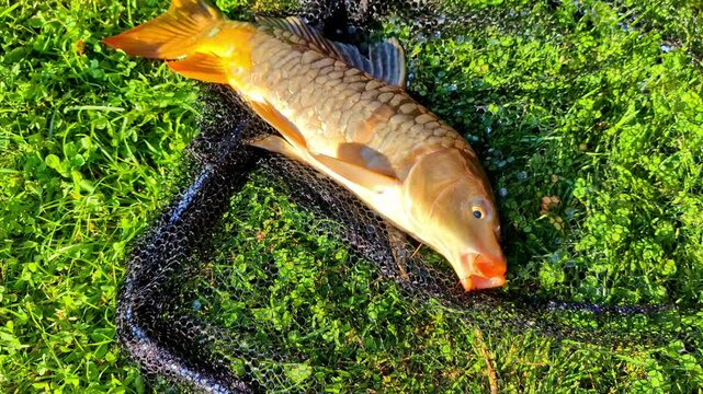 Freshly caugh carp fish, still alive, lying on a hand net on a grass floor