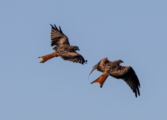 Two red kites soaring in a clear blue sky.