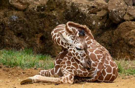 Young giraffe resting on the ground