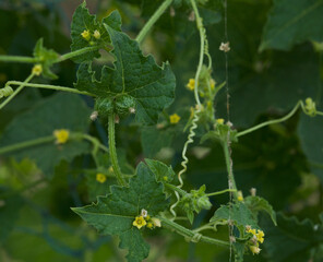 Madras pea pumpkin plant closeup. Selective focus.