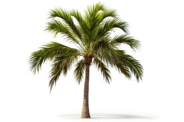 Fototapeta premium Young palm tree plant white background tranquility.