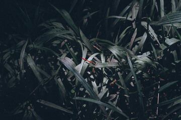 光に照らされるトンボ © T