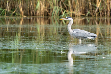 Grey Heron at Baltic Sea