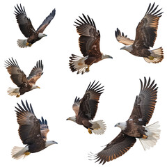 Obraz premium Eagle in Various Flight Stages on Transparent Background