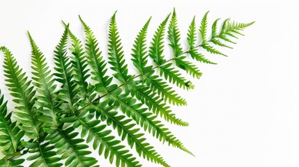 Minimalist fern leaf print on a white background