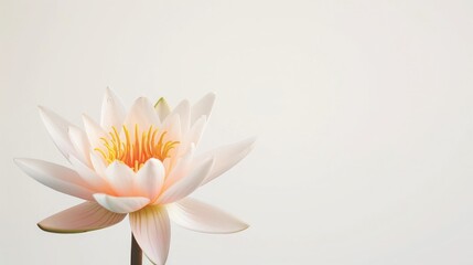 Fototapeta premium Minimalist lotus flower on a white background