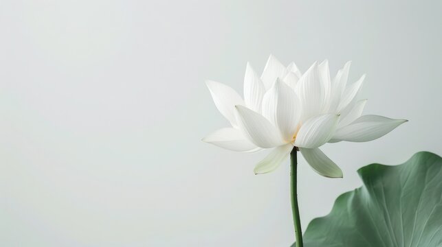 Minimalist lotus flower on a white background