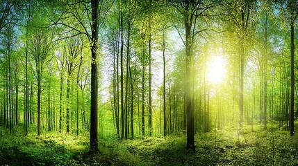 Fototapeta premium A lush green forest featuring towering trees with sunlight filtering through the foliage creates a picturesque natural backdrop, evoking the essence of spring or summer