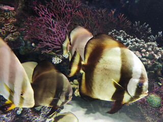 Decorative striped aquarium fish swim in the water against the background of rocks and reefs