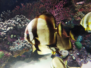 Decorative striped aquarium fish swim in the water against the background of rocks and reefs