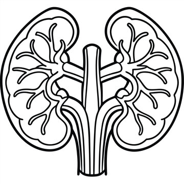 recommend clip art: Human kidney vector silhouette line art style 