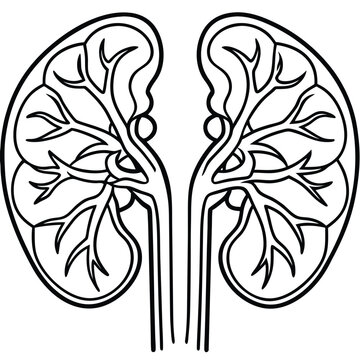 black and white kidney anatomy diagram clip art preview
