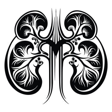 recommend clip art: Human kidney vector silhouette line art style 
