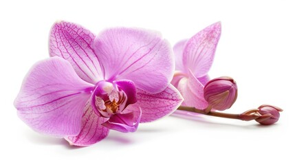 Plakat Single orchid flower on a white background