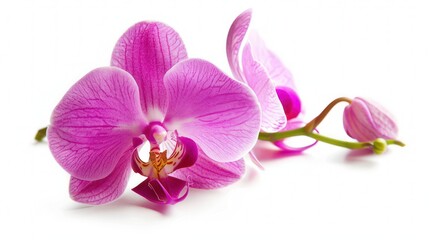 Single orchid flower on a white background