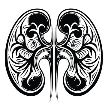 recommend clip art: Human kidney vector silhouette line art style 