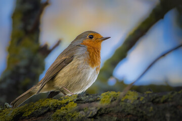 European Robin perched on a branch in the morning light