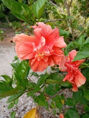 Obraz premium red hibiscus flower