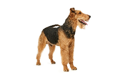 Fluffy, adorable Airedale Terrier, with mischievous grin, stands tall and proud against white studio background. Dog looks healthy. Concept of animal life, grooming and vet services, friendship.