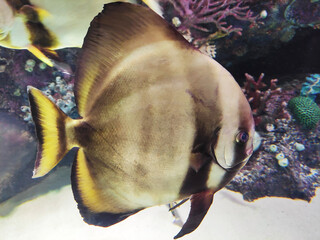 Decorative striped aquarium fish swim in the water against the background of rocks and reefs