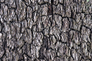 Natural Contrast: Tree Bark Surface in Shades of Gray.