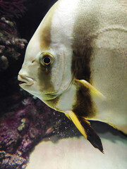 Decorative striped aquarium fish swim in the water against the background of rocks and reefs