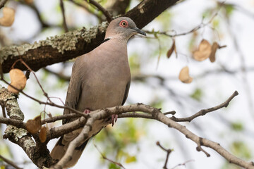 African Mourning Dove or Collared Mourning Dove (Streptopelia decipiens) perched in tree Lowveld, South Africa
